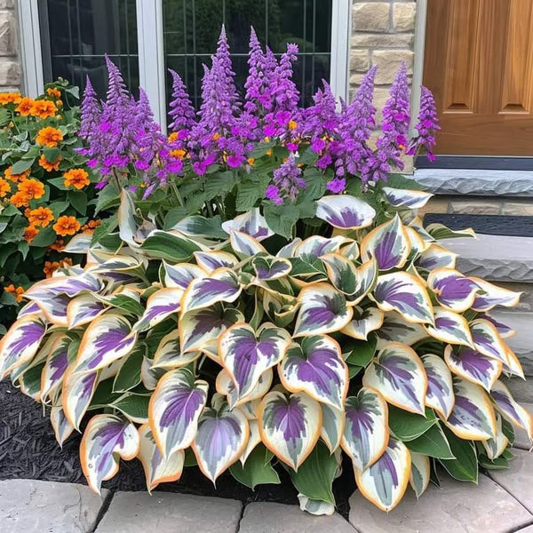 🔥Premium Rare Hosta Seeds🌿Shade-Tolerant Plant